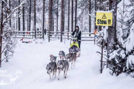 Хаскі, олені і снігоходи