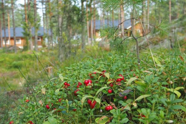 Корпоративний тур у Фінляндію та Швецію