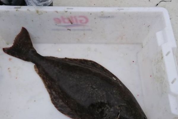 Ловля палтуса в Норвегії