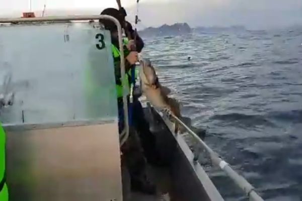 Видео наших клиентов с рыбалки на базе Mefjord Brygge в Норвегии