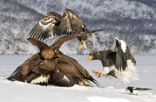 орланы, сафари на орланов 